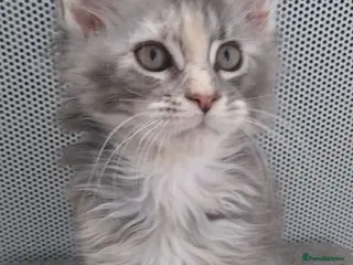Maine Coon cats Pure breed XXL Maine Coon kittens - Advert 5