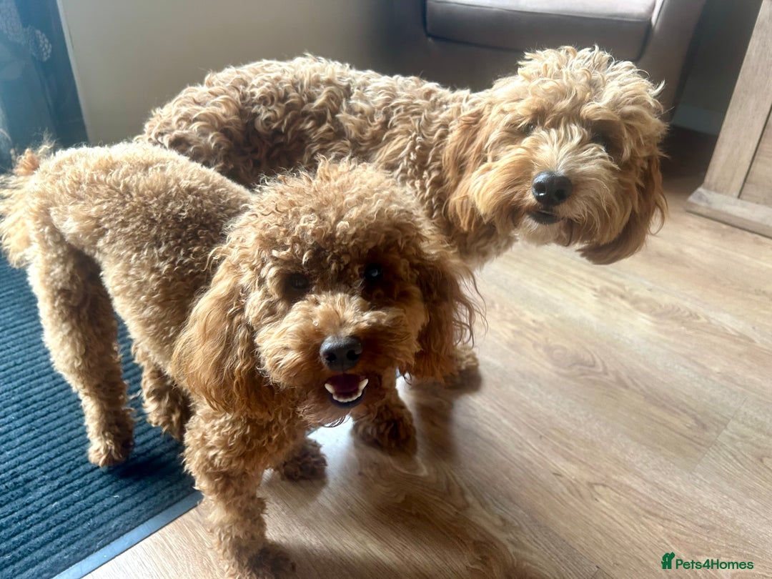 Toy Poodle dogs for stud: Kc Health tested fox red Toy poodle for stud - Advert 18