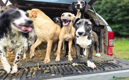 Whippet dogs for sale: Kc reg whippet pup. Fawn female avialable in Warminster - Image 25