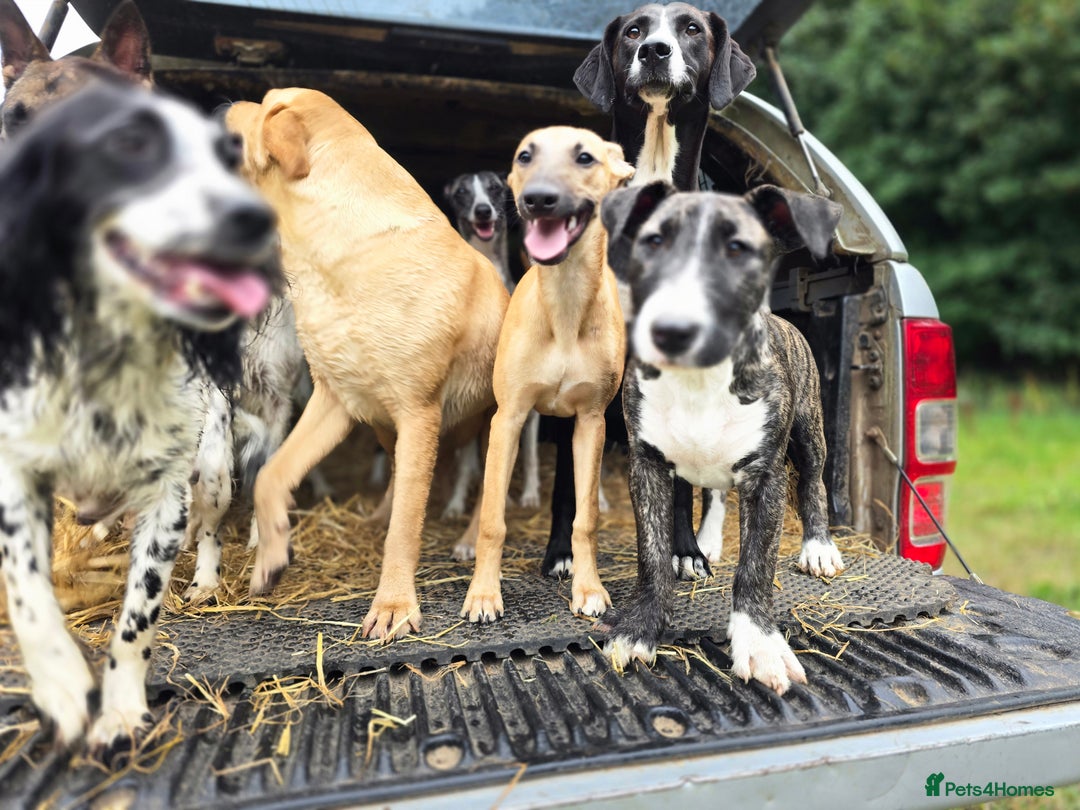 Whippet dogs for sale: Kc reg whippet pup. Fawn female avialable in Warminster - Image 25