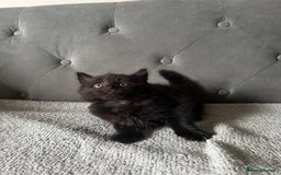 Domestic Shorthair cats for sale: Adorable male kittens looking for loving homes  - Image 5