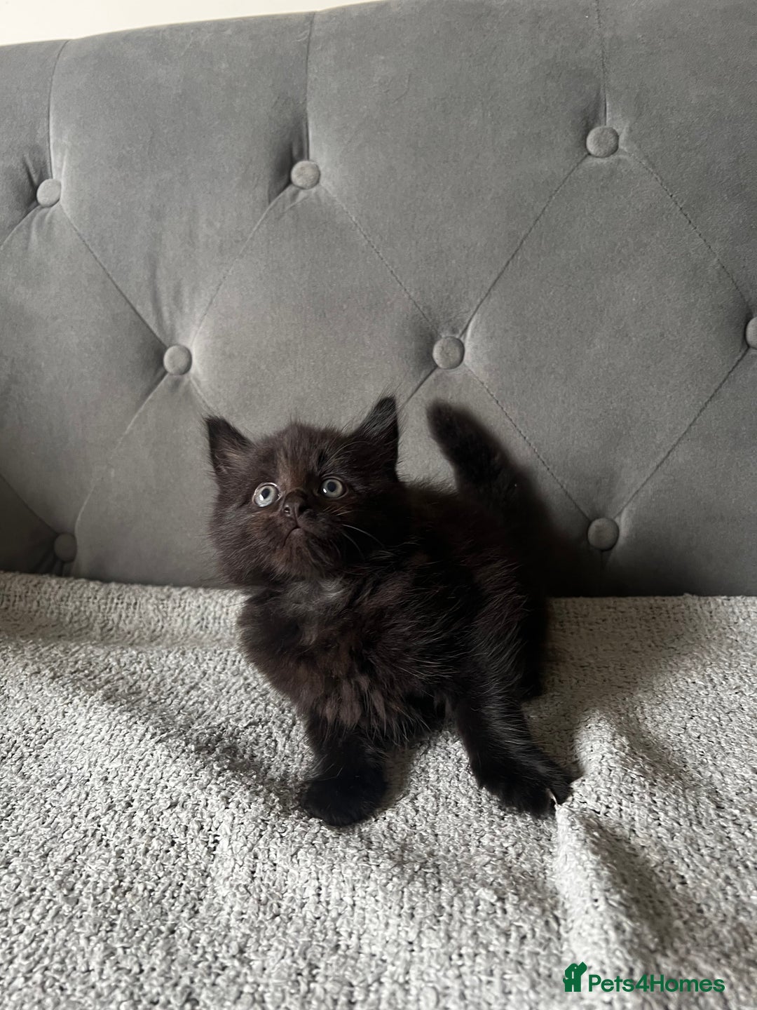 Domestic Shorthair cats for sale: Adorable male kittens looking for loving homes  - Image 5