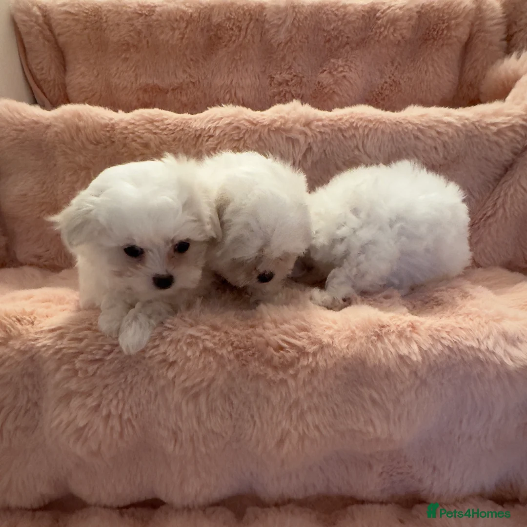 Maltese dogs for sale: Korean Maltese puppy’s available  - Advert 20