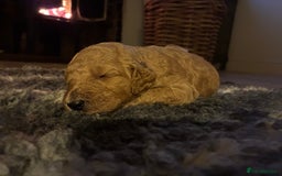 Standard Poodle dogs for sale: Beautiful KC Registered Standard Poodle Puppies - Image 10