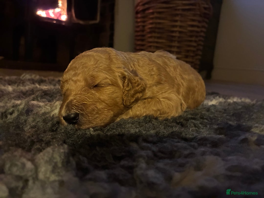 Standard Poodle dogs for sale: Beautiful KC Registered Standard Poodle Puppies - Image 10