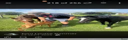 Hungarian Vizsla dogs for sale: Beautiful pedigree Hungarian vizsla litter of 9  - Advert 32