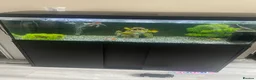 Mollies fish for sale: Fish tank and fish full set up  - Advert 7