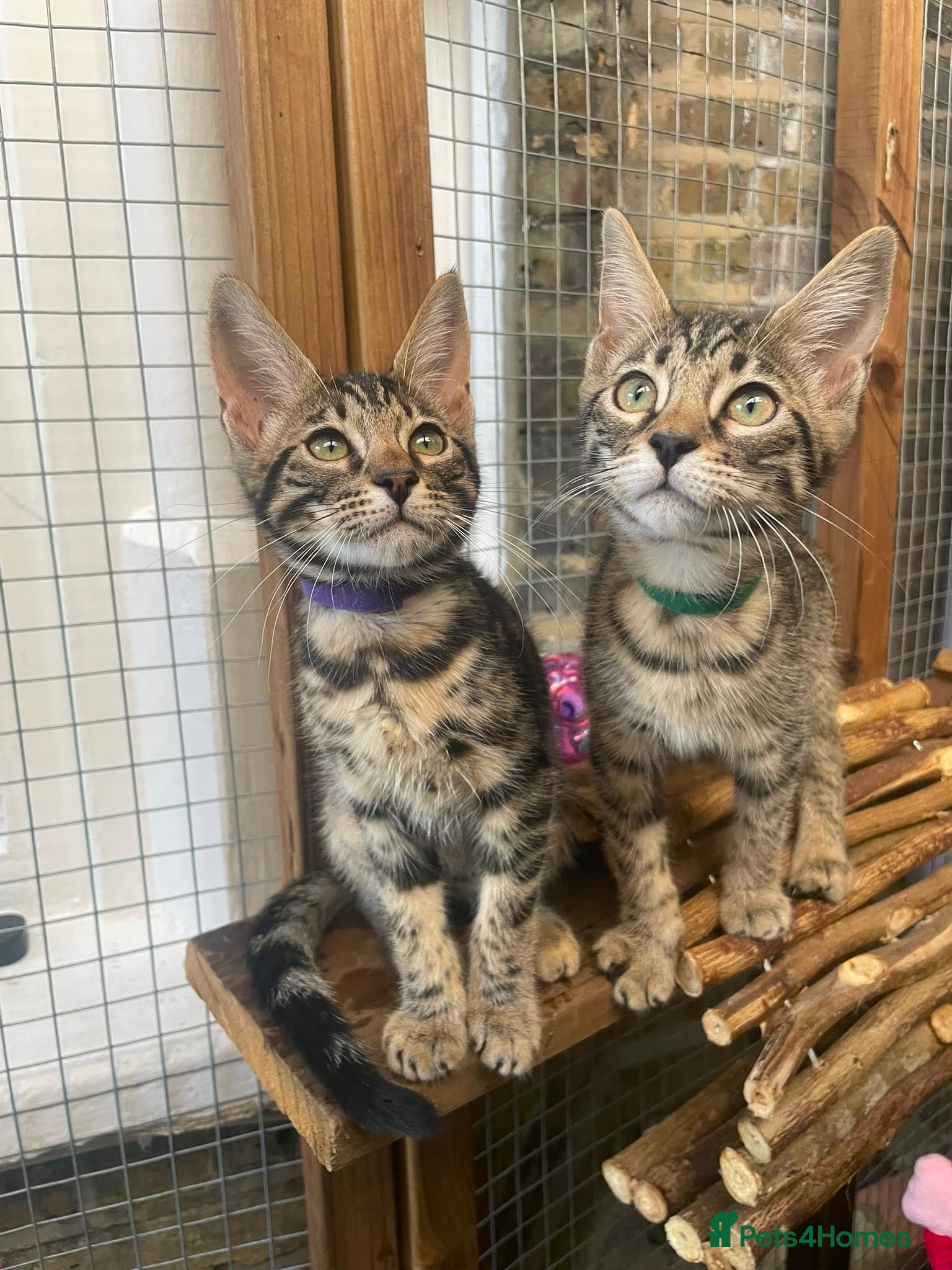 Mixed Breed cats Beautiful Bengal x Maine coone kittens  - Advert 2