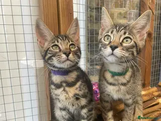 Mixed Breed cats Beautiful Bengal x Maine coone kittens - Advert 2