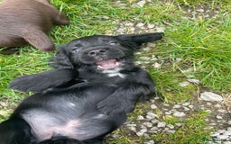 Cocker Spaniel dogs for sale: Working Cocker spaniel puppies for sale - Image 1