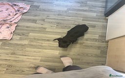 Mixed Breed dogs for sale:  male cane Corso and Staffield bullterrier mix - Image 1