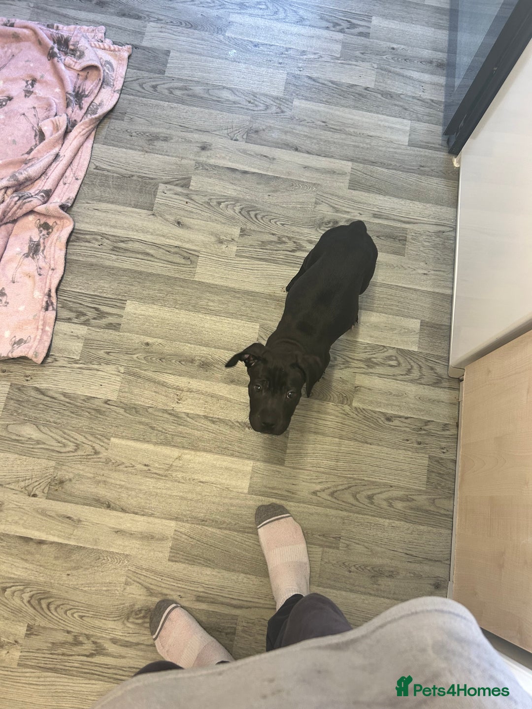 Mixed Breed dogs for sale:  male cane Corso and Staffield bullterrier mix - Image 1