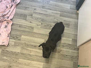 Mixed Breed dogs - Advert 17