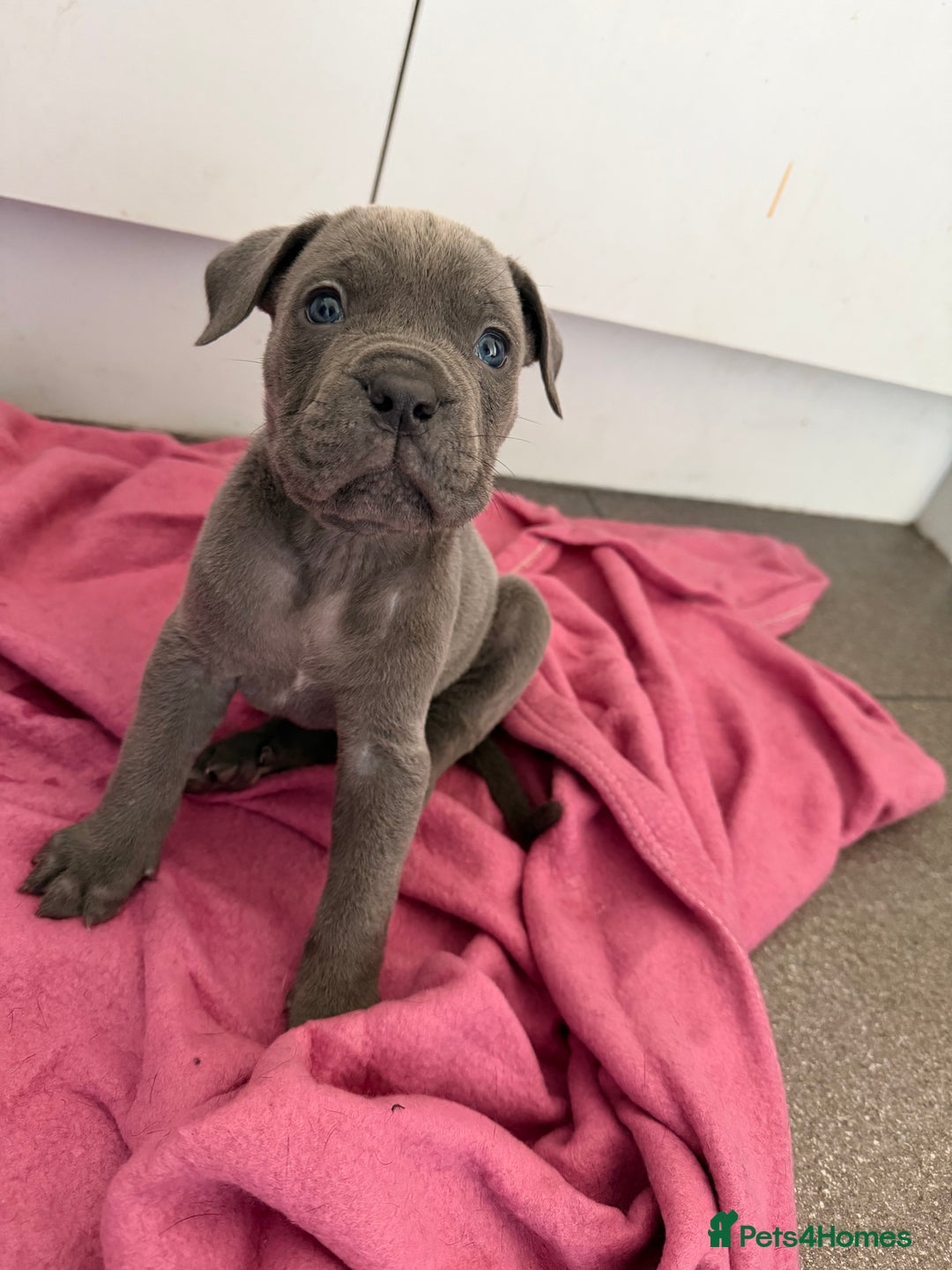 Mixed Breed dogs for sale: Reduced 1 boy left  £600       cane corso cross  - Image 6