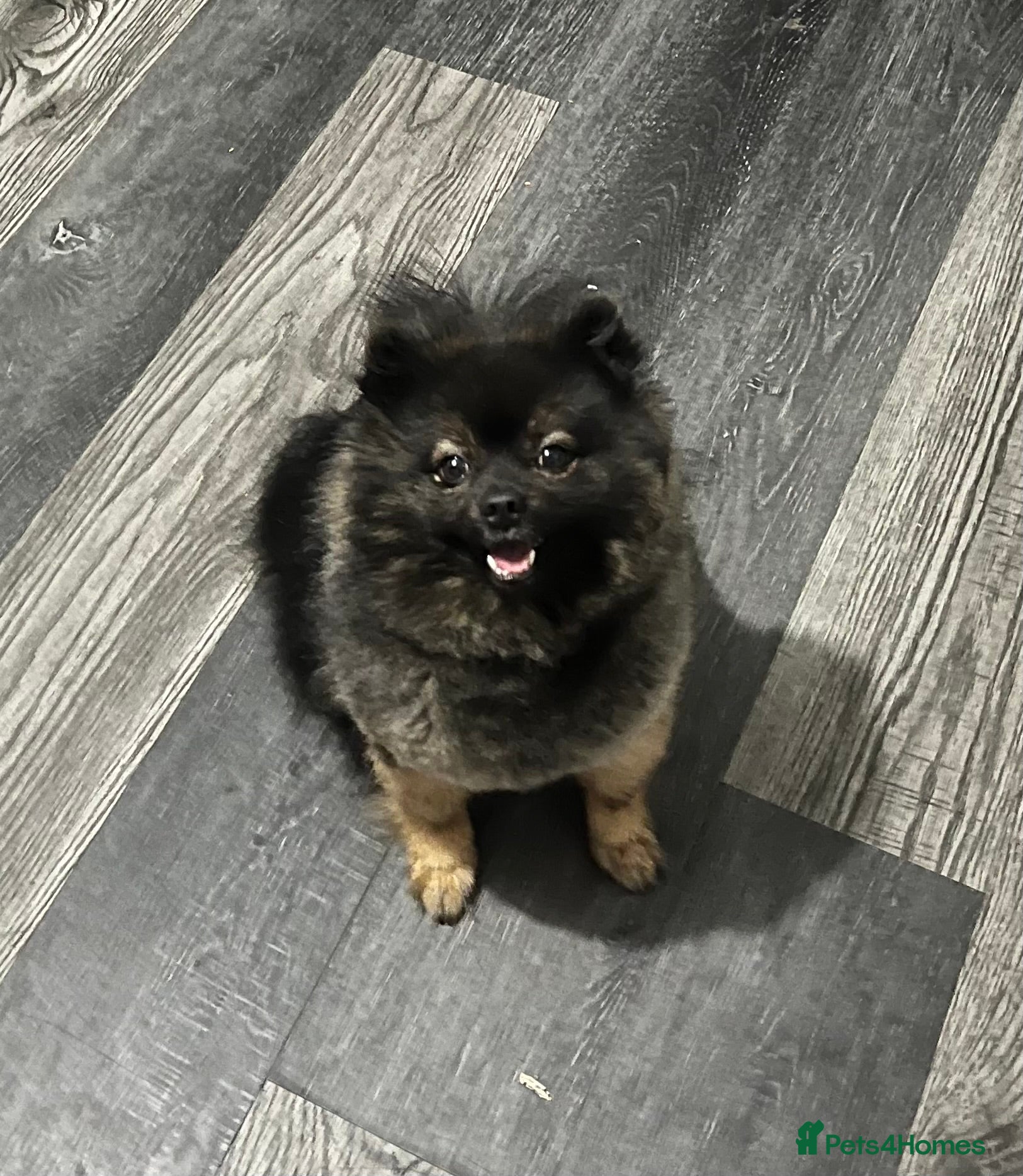 Pomeranian dogs Kensesqui Mighty Hercules aka Bear for stud  - Advert 20