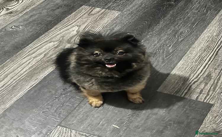 Pomeranian dogs - Advert 1