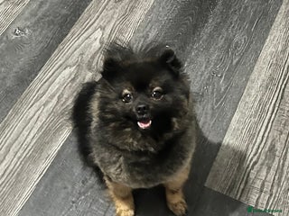 Pomeranian dogs - Advert 7