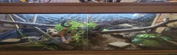 Boa Snake reptiles for sale: BCC female in Stoke-on-Trent - Advert 3