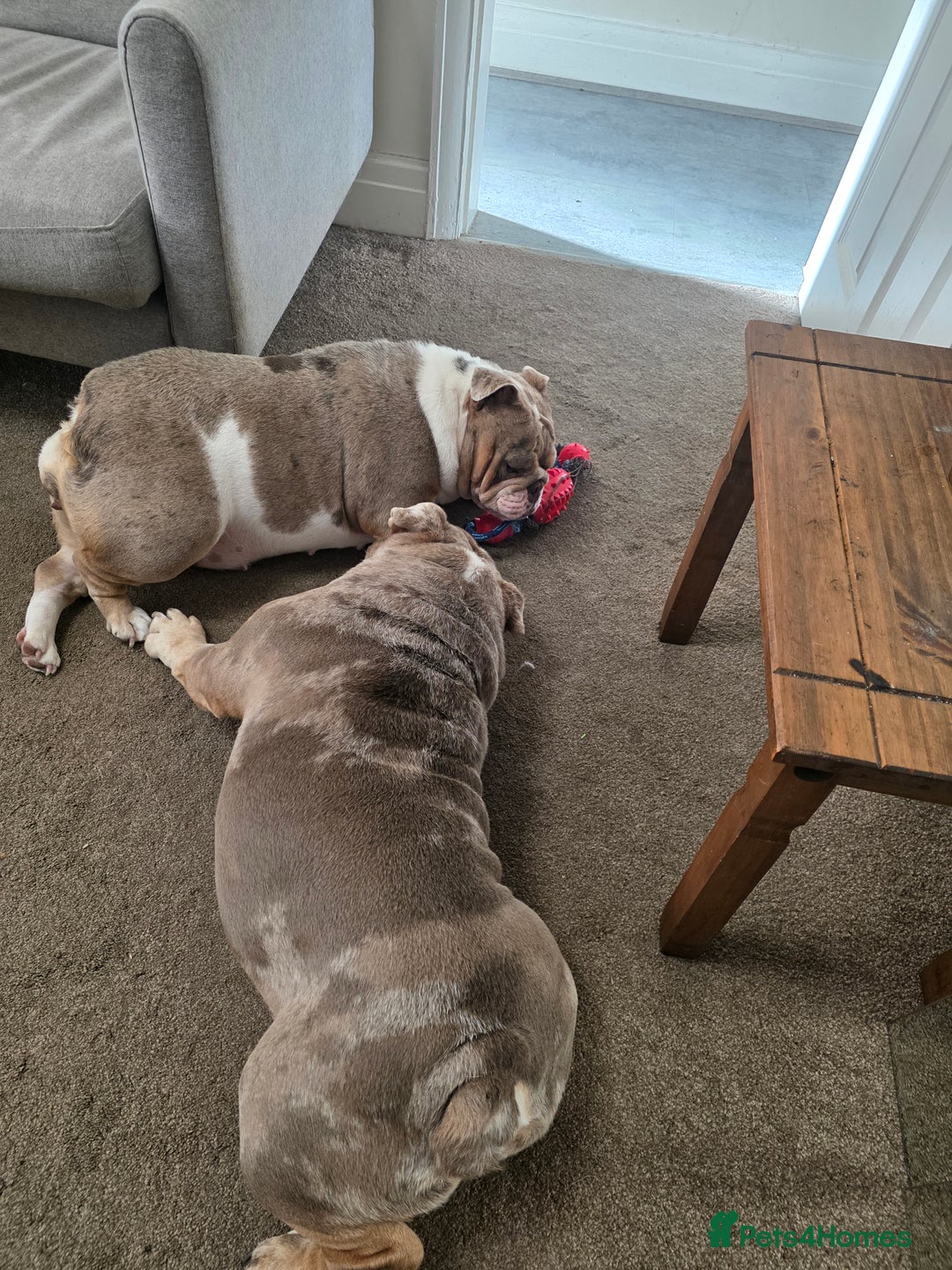 English Bulldog dogs for sale: male and female english bulldogs - Image 1