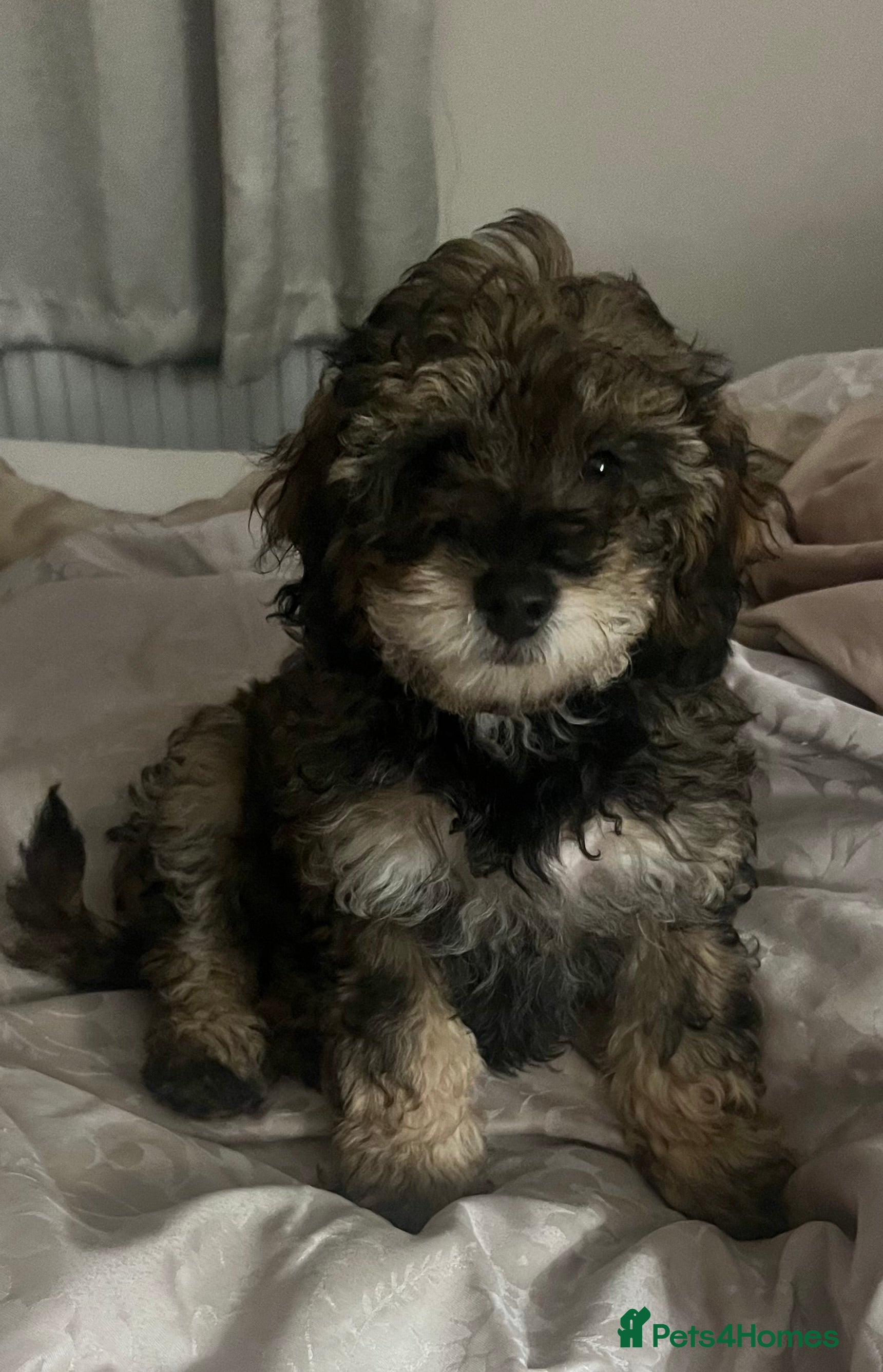 Poochon dogs Poochon F2Bs - Advert 1