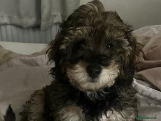 Poochon dogs Poochon F2Bs - Advert 1