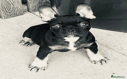 French Bulldog dogs for sale: Beautiful tiny girl Frenchie  - Image 9