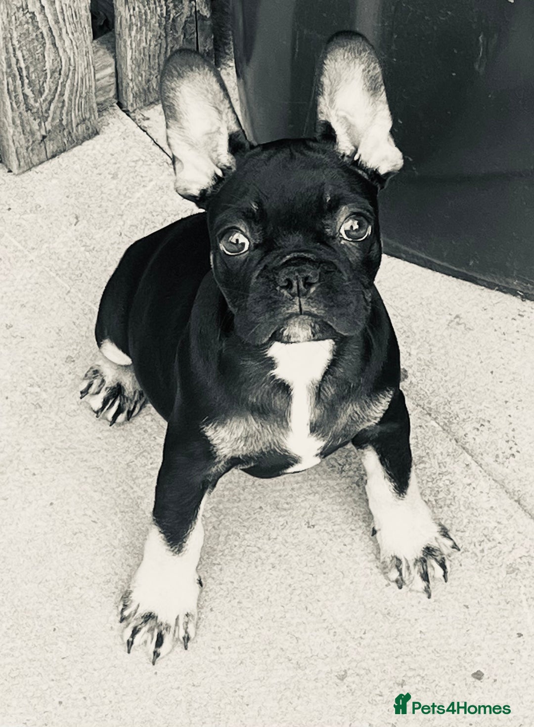 French Bulldog dogs for sale: Beautiful tiny girl Frenchie  - Image 9