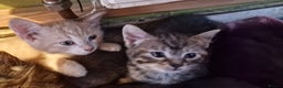 Mixed Breed cats for sale: Kittens for sale - Advert 7