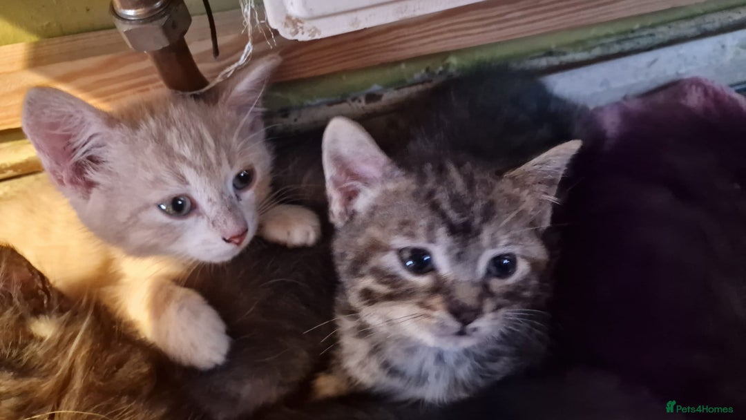 Mixed Breed cats for sale: Kittens for sale - Advert 7