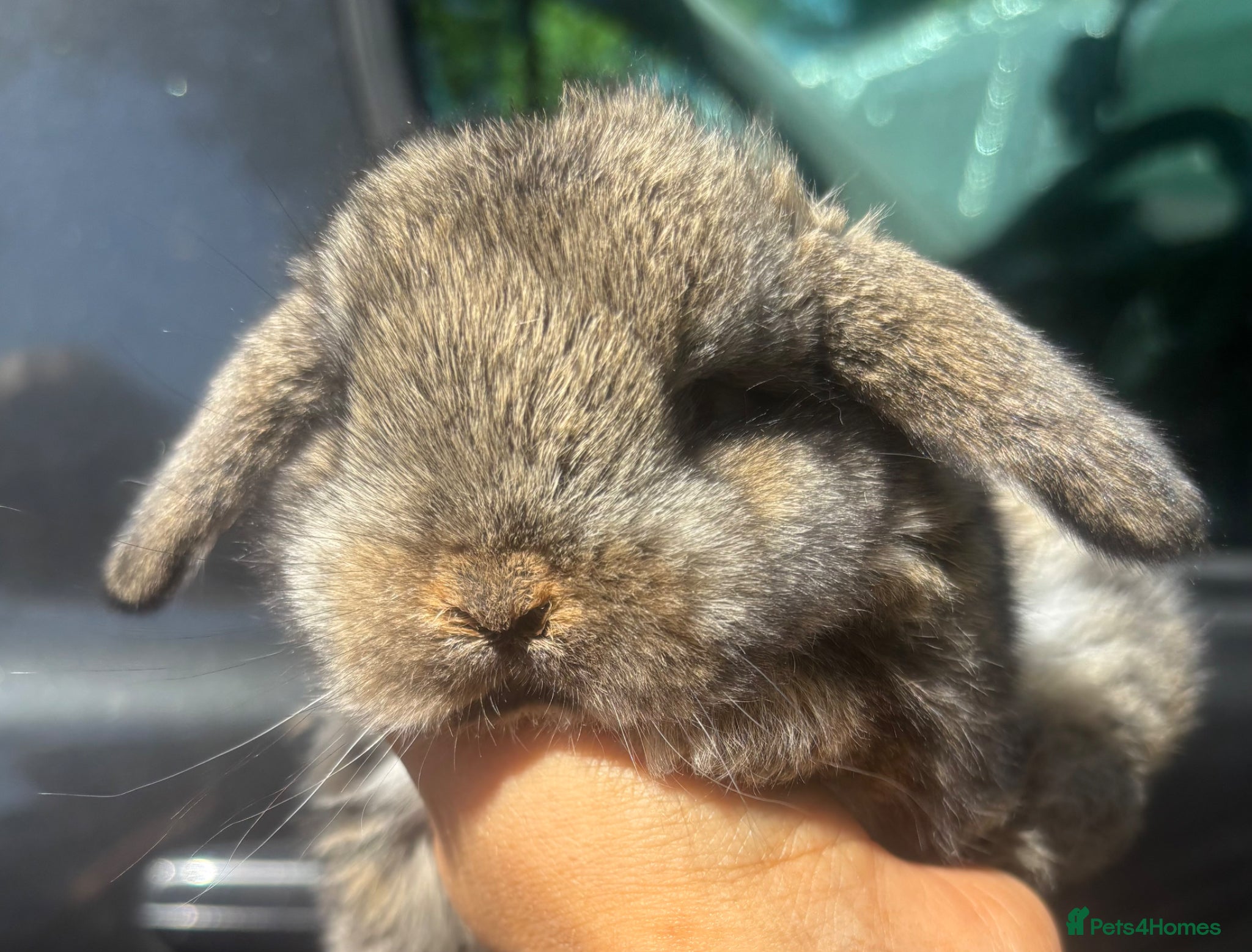 Mini Lop rabbits Pure bred pedigreed mini lops  - Advert 11