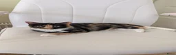 Mixed Breed cats for sale:  Beautiful Kittens Looking for friendly home  in Wigston - Advert 2