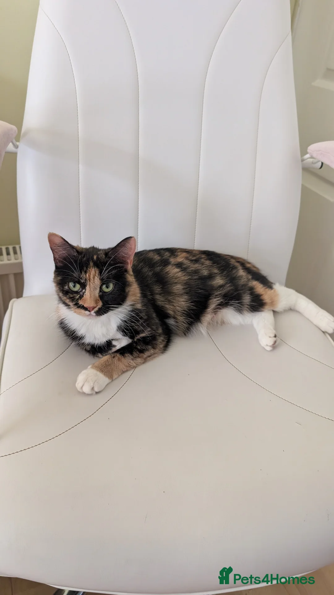 Mixed Breed cats for sale:  Beautiful Kittens Looking for friendly home  in Wigston - Advert 2