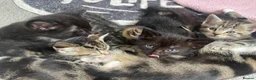 Mixed Breed cats for sale: Beautiful kittens for sale. - Advert 9