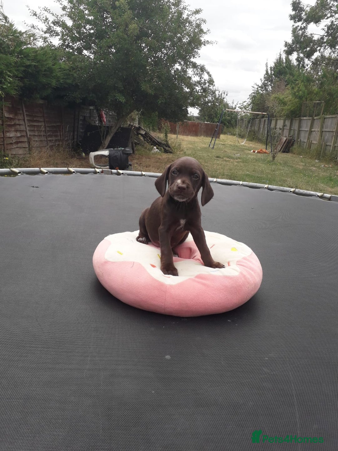 Field Spaniel dogs for sale: Spaniel puppies  - Image 16