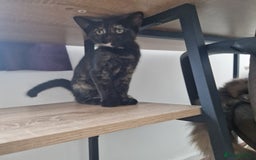 Mixed Breed cats for sale: Mixed Breed Kitten 4 - Somali female kitten for sale - Image 20