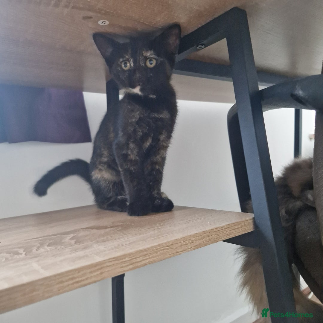 Mixed Breed cats for sale: Mixed Breed Kitten 4 - Somali female kitten for sale - Image 20