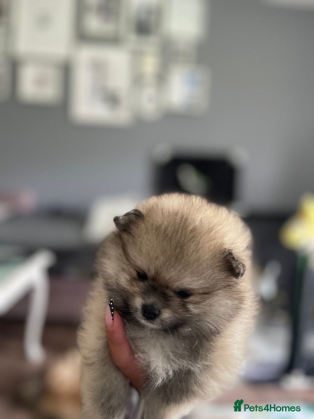 Pomeranian dogs for sale: Pomeranian Puppies – Ready Soon  - Image 7