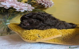 Cockapoo dogs for sale: Gorgeous Cockapoo puppies - Image 15