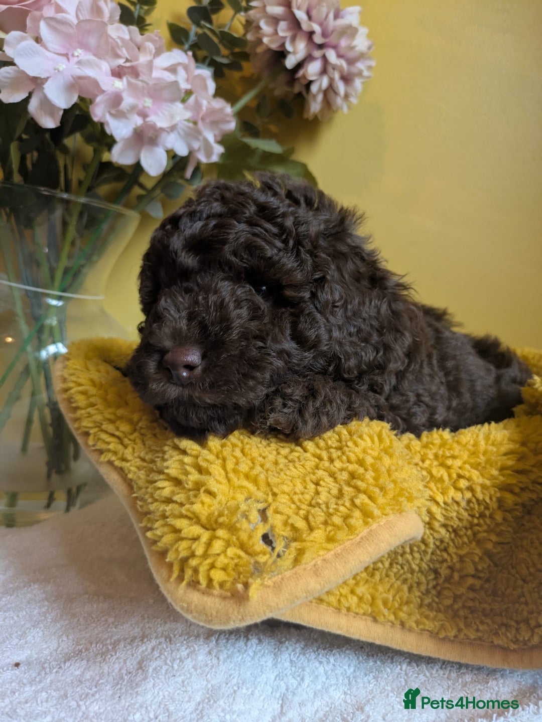 Cockapoo dogs for sale: Gorgeous Cockapoo puppies - Image 15