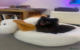 Pomeranian dogs for sale: KC, miniature Pomeranian - Image 8