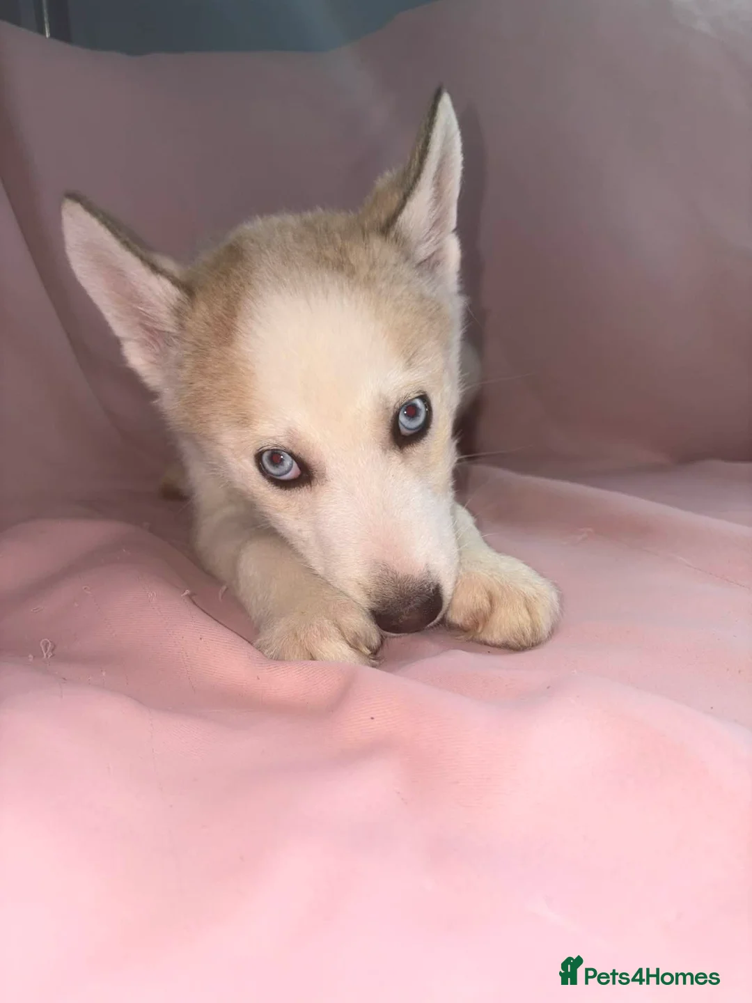 Siberian Husky dogs for sale: Male Husky Puppies - Advert 13