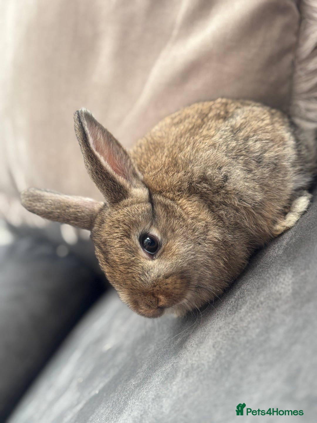 Mini Lion Lop rabbits for sale: Lion lop baby bunnies  - Image 10