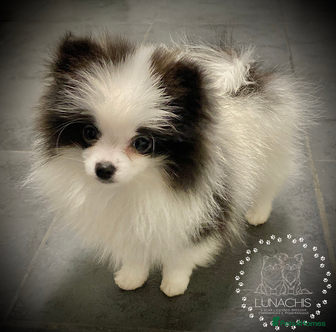 Pomeranian dogs for sale: Stunning Pomeranian puppies - Advert 15
