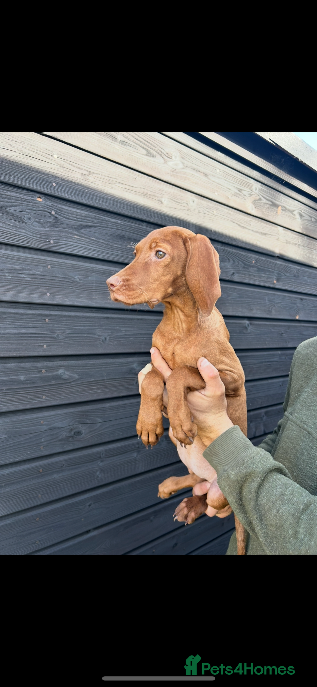 Hungarian Vizsla dogs for sale: Hungarian Vizsla puppies - Image 8