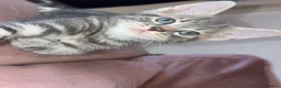 Mixed Breed cats for sale: Stunning male kitten  - Advert 6