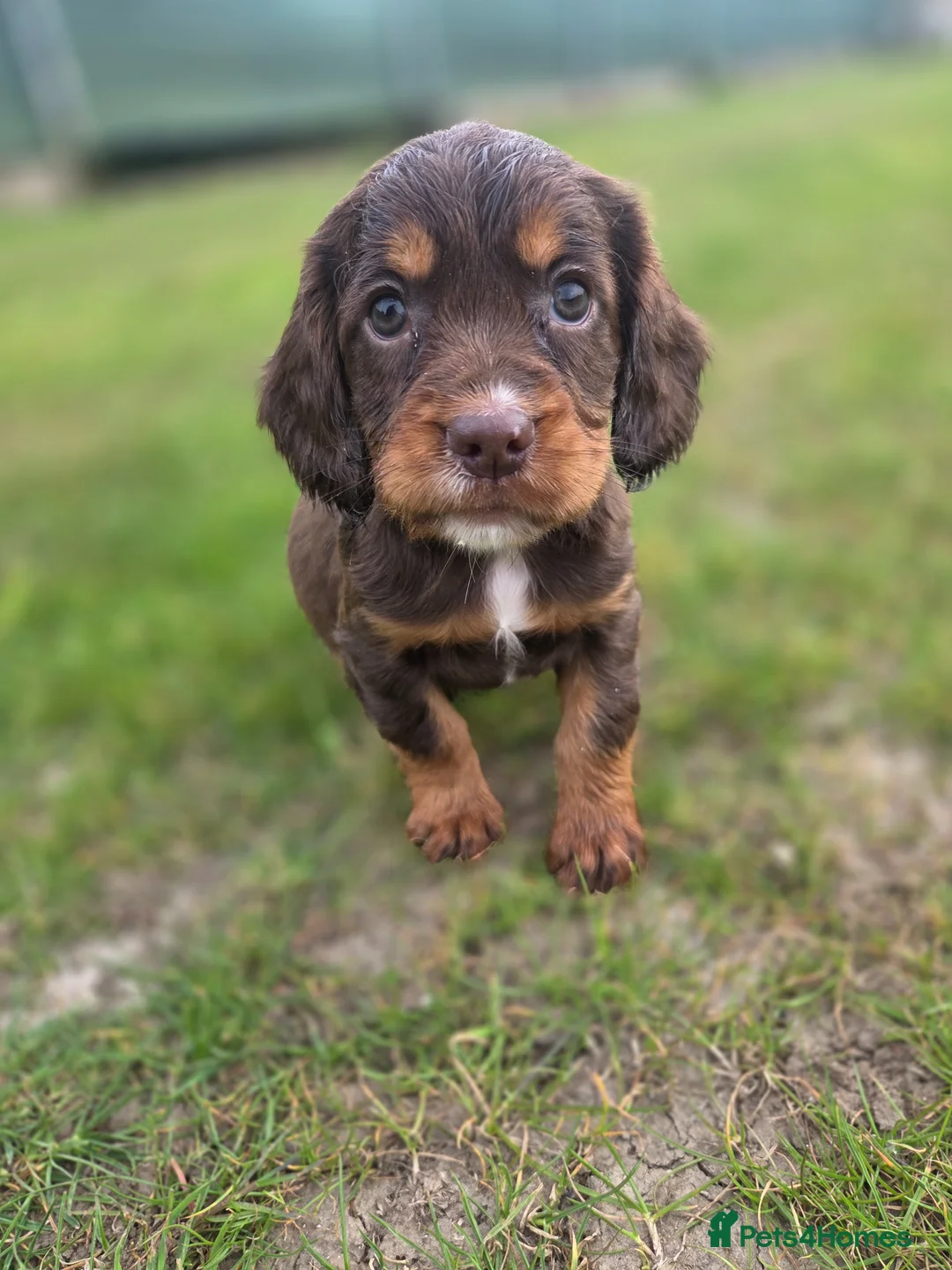 Cocker Spaniel dogs for sale: 🤎 (((READY NOW))) KC Working Cocker Spaniels 🤎 - Advert 2