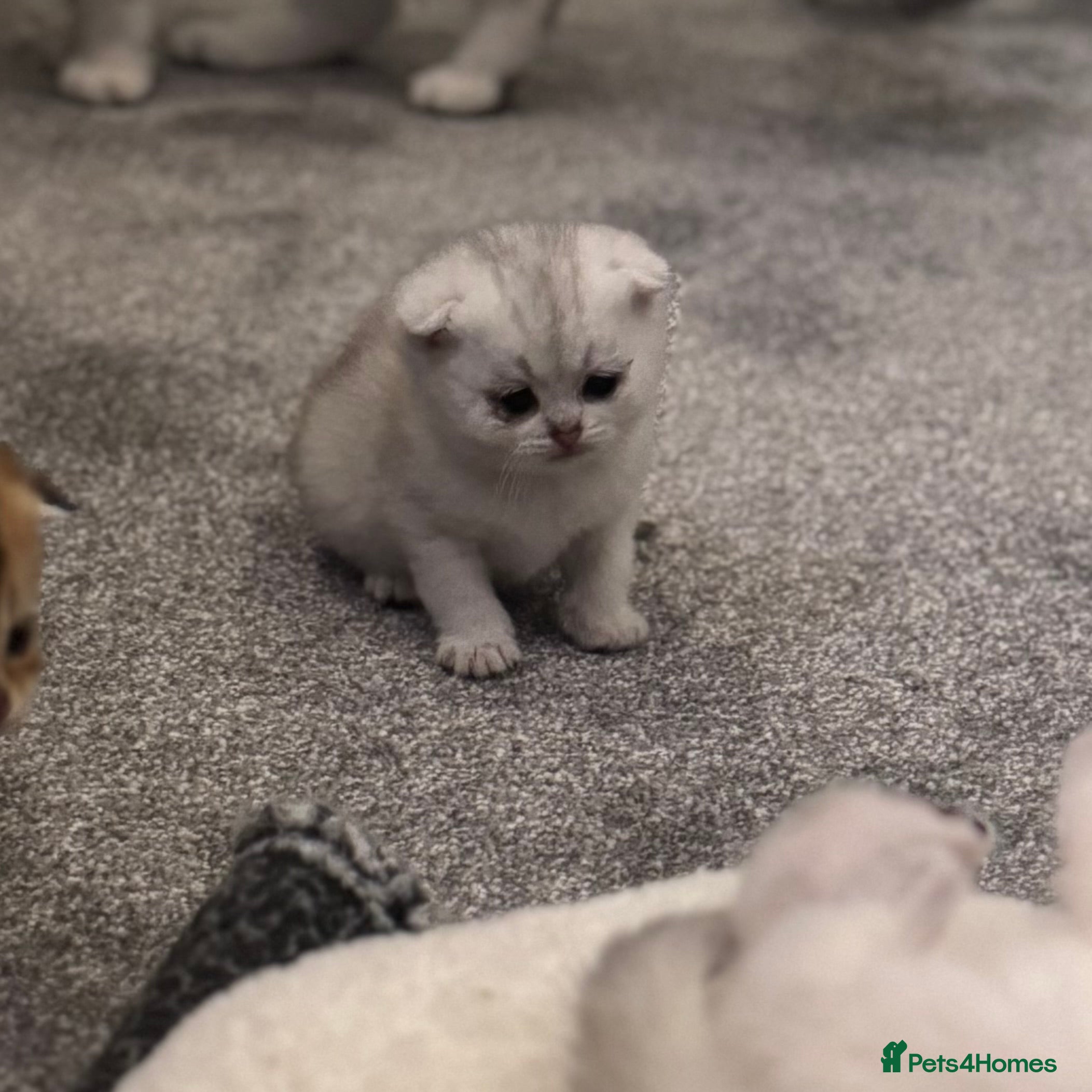 Scottish Fold cats Scottish Fold Kittens - available from 2nd May - Advert 5