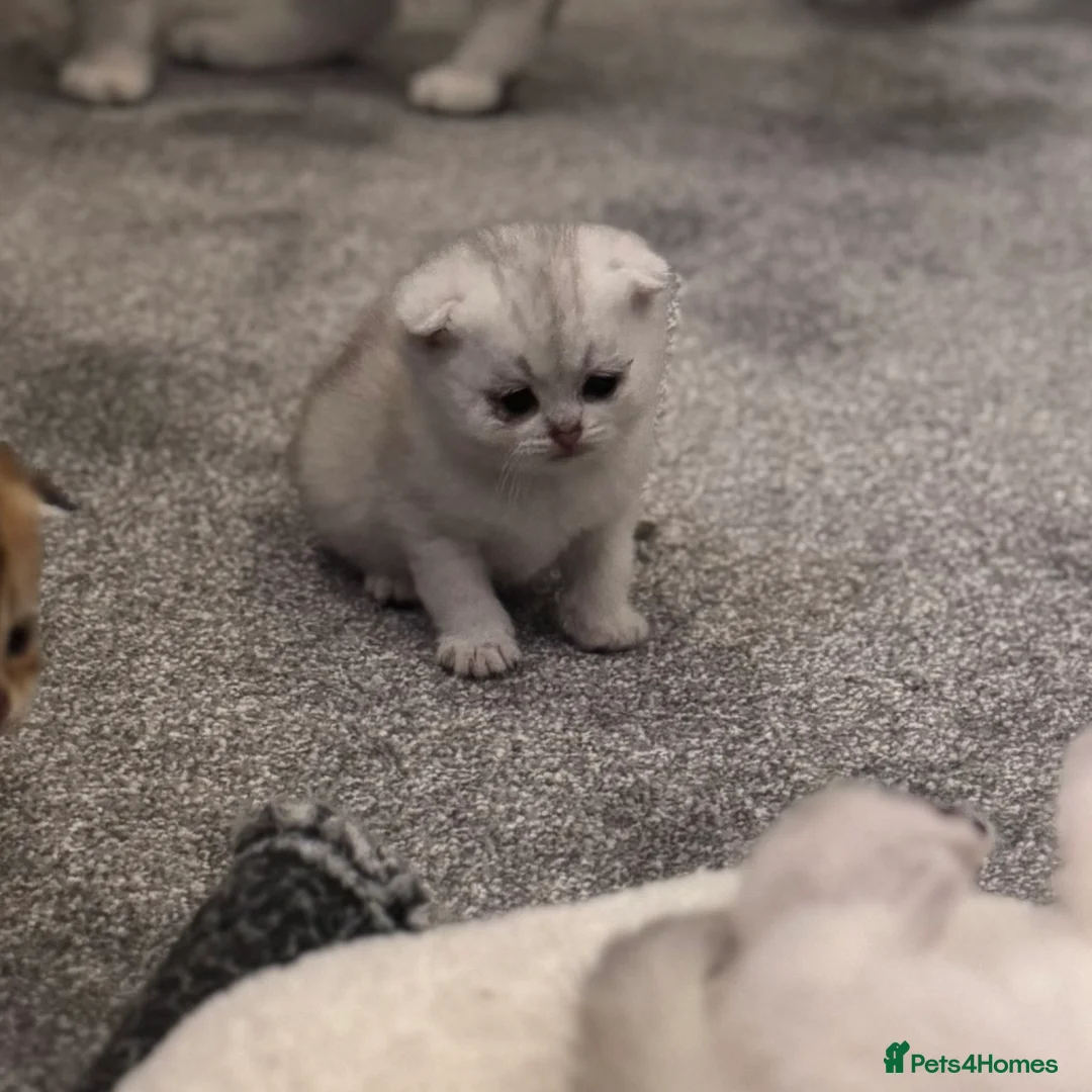 Scottish Fold cats for sale: Scottish Fold Kittens - available from 2nd May in Royston - Advert 1