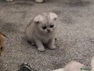 Scottish Fold cats Scottish Fold Kittens - available from 2nd May - Advert 1