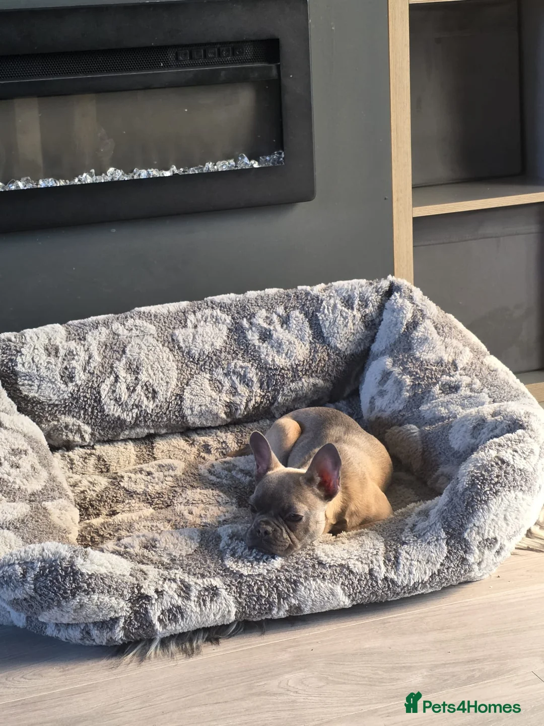 French Bulldog dogs for sale: French bulldog pup - Advert 2